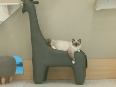 -猫域·湾主题猫咖·宠物吧(南坪城市广场店)
