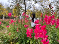 -天适樱花悠乐园