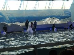 -秦皇岛乐岛海洋王国