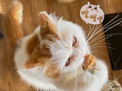 -猫的茶·猫咖