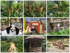 -广州长隆旅游度假区