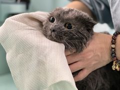 -猫宠乐园·专业洗护