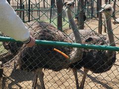 -大连铭湖国际观光牧场