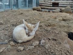 -青岛森林野生动物世界