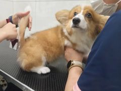 -艾贝尔宠物医院 ·内科全科(梁溪路店)