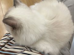 -有喵·猫咖·狗咖·30几只猫10只小狗(岗厦店)