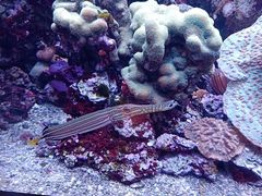 -西雅图水族馆