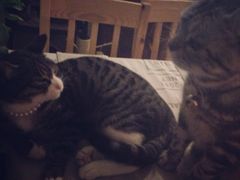 iphone_upload_pic-海边的猫和咖啡馆
