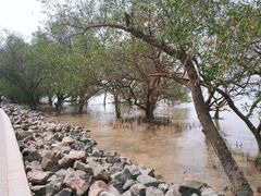 -宝安西湾红树林湿地公园