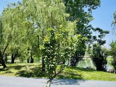 -两河城市森林公园