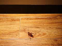 -柏曼酒店(广州天河体育中心林和西地铁站店)