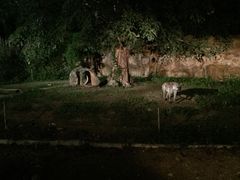 -清迈夜间动物园