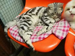 -猫咪博物馆(顶澳仔猫街店)