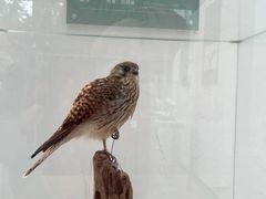 -陕西自然博物馆