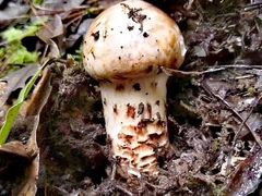 -原志优秀食材·匠心料理·海胆主题(金亿广场店)