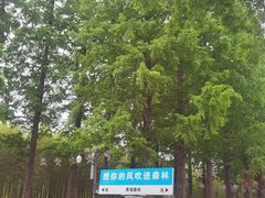 -黄海国家森林公园