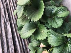 -大自然农场蔬菜草莓采摘园
