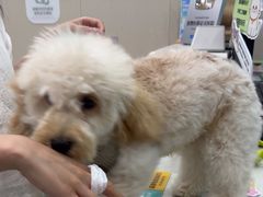 -安安宠医宠物医院·异宠·犬猫内科(岳阳分院)