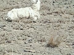-新疆天山野生动物园