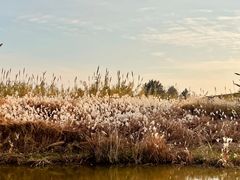 -宁波杭州湾国家湿地公园