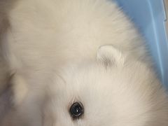 -北京观赏动物医院·24小时大型综合·猫专科·异宠专科