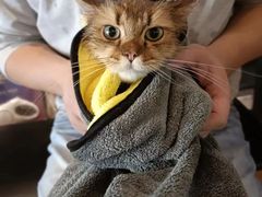 -PETKIT小佩宠物·低压洗护(国顺东路店)