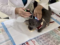 -艾贝尔宠物诊疗