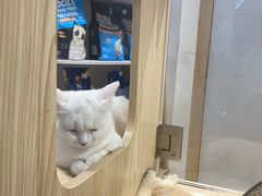 -屋虎猫馆(宝安大仟里店)