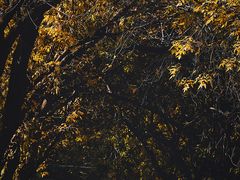 -三里屯东五街银杏大道