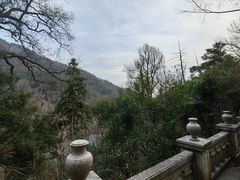 -天目山大树王景区