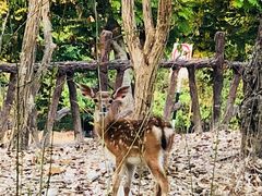 -清迈夜间动物园