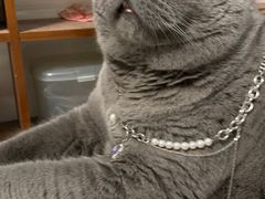 -伟伟宠物医院·瑞派猫友好医院·猫科(光谷店)