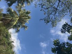 -深圳仙湖植物园