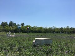 -武清南湖绿博园