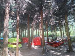 -重庆睡佛山森林公园