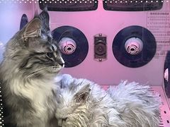 -钦宠·猫咪售卖·洗护·寄养(东圃旗舰店)