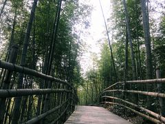 -宁波浙东大竹海景区