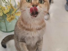 -共舞时光猫咖·狗咖(新街口店)