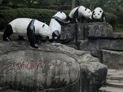 -都江堰中华大熊猫苑