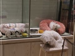 -momokira米努特·德文卷毛猫·棉花面纱犬