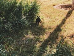 -北京麋鹿生态实验中心