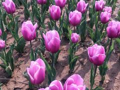 -廊坊文化艺术中心