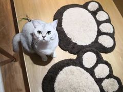 -滚猫咖啡·猫咖·猫友好撸猫(未来城店)