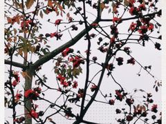 -云溪植物园