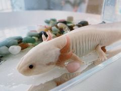 -喵宠乐园·撸猫互动·猫舍