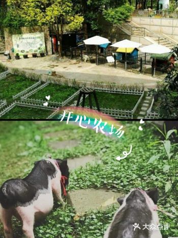 遛娃圣地来佘山茂御开心农场