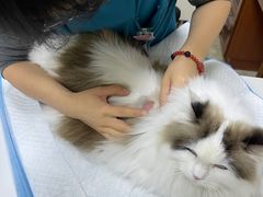 -美联众合动物医院·24h转诊中心