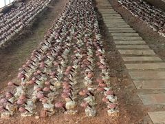 -陶祖圣境风景区