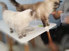 -喵的天空名猫咖啡馆·撸猫·猫舍·用品