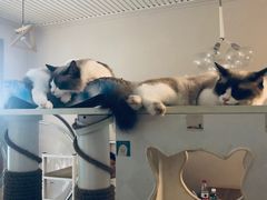 -有猫儿腻咖啡厅.猫咖